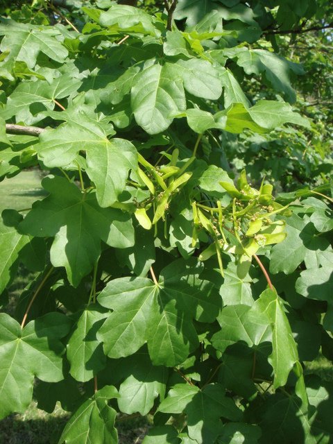 Acer campestre campestre feuille